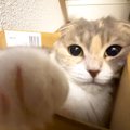 飼い主が『癒やし系猫パンチ』を食らった結果…可愛さに”悶絶する人続…