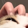 頭を撫でられて『幸せそうな表情をする猫』→『口元』を見ると…愛おし…