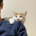 猫がついついしちゃっている『だいすきサイン』５つ