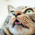 猫の正常な「呼吸」の状態は？口でハアハアしたり早くなったり…これっ…