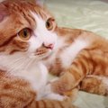 ３兄弟ニャンズのお留守番をウォッチング♪猫さんたちの反応は？