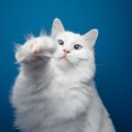 猫の『足裏の毛』は切った方がいい？正しい処理方法　放っておくとケ…