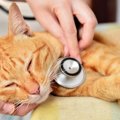 自分が愛猫を危険な目に…？人から猫にうつる3つの病気　それぞれの感染予…