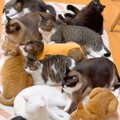 ホットカーペットの上でくつろぐ12匹の猫たち→横を見てみると…？涙を誘う…