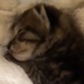 泥水の中で鳴いていた『176グラムの小さな子猫』→保護された結果…現在…