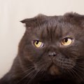 猫が飼い主に『不満』を感じている時の仕草4つ