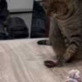 深夜に廊下を見たら『2匹の猫』がいて…まさかのやり取りに「微妙な空気感…