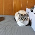 ベッドの上で絶妙な距離感を保つ猫→"隣"にいるのは？…思わ…