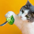 猫は『ブロッコリー』を食べても大丈夫？栄養素や与える際の注意点を…