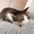 猫がベッドを『ふみふみ』した結果…どんな態勢でもやめられない"…