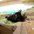 『鉄道ジオラマ店』に保護猫が襲来した結果…街に"容赦ない攻撃&q…