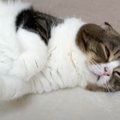 昼寝中の猫に『ごはんだよ』と伝えてみた結果…思わず笑顔になる『検証…