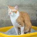 猫の『排泄中』に表れたら危険なサイン5選　病気の可能性から見逃せな…