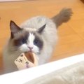 夜、ベッドに入るとやってくる猫→被り物をくわえていて…尊すぎる『ルーテ…