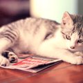 猫が『新聞やチラシに乗りたがる』ワケ4選　ジャマをしようとしている？感…