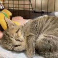 眠くなった子猫が『お母さん』を思い出して…まさかの『赤ちゃん返り』…