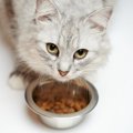 愛猫が『ご飯をちょこっと残す』心理5選　そのまま置いておいたほうがいい？