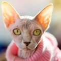 無毛の猫「スフィンクス」の特徴や飼う時の注意点について