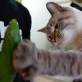 きゅうりに興味津々！果たして猫ちゃんは食べてくれるのか！？