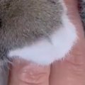 『完全に動けなくなった』→赤ちゃん猫が指をギュッと掴んできて…悶絶級の…