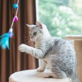 猫の“一生の長さ”は飼い主次第で変わる！寿命を左右する『飼い方』4つ…