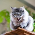 猫の体にあらわれる『喜怒哀楽』のサイン4つ　感情を読み取るコツや上…