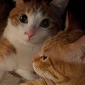 こたつの中を覗いたら、2匹の猫が……まさかの『呪文を唱えてそうな光景…