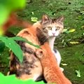 子育てで痩せ細った猫…3匹の子猫と共にレスキュー！