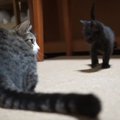 女王の恐ろしさをまだ知らない頃の子猫たち