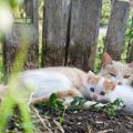 『捨て猫・野良猫』がなかなか減らない理由3つ　 現状の課題と私たち…