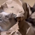 袋に入っていた子猫→近づいてきた先輩猫に突然『パンチ』された結果…可愛…