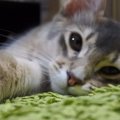 猫は眠くなるとどうなる？「もう寝たいよ～」のサイン４つ