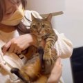 怒ってる？4日ぶりに飼い主さんと再会する猫ちゃんたち！