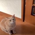 『やっぱり嫌だぁ〜』猫ちゃんの譲れないプライド