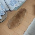 帰宅した飼い主さん→床を見たら…想像以上に『揚げパンな猫の姿』が面…