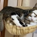 父猫の威厳とは…？