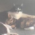 中庭に通う野良猫親子→様子を見ていたら…『ボロボロの母親』がとった行動…