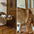 「そっちが飲みたい！」互いの水を交換する猫と大型犬が超バズり中