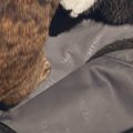 荷物を詰めようとスーツケースを開けておいたら…『2匹の猫がとった行動』…