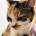 鼻で呼吸ができなかった『ひどい状態の野良猫』を保護→元気になった結果……