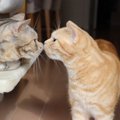 猫同士が密かに守っている『暗黙の了解』4選　無用な争いを避け、共存する…