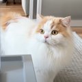 大きな『雷の音』に驚いた猫と犬→飼い主に近寄ってきて…思わず頬が緩…