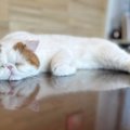 『逆さ富士』ならぬ…『逆さ猫』！その絶景にネコ好きさんが惚れぼれ♡