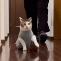 「ニヤニヤが止まらない」晩ごはんの時間、廊下を移動する猫を見てみ…