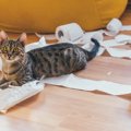 猫が『ティッシュ』に興味を示す理由3つ　イタズラの危険性から対処法まで…