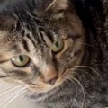 半年前まで『威嚇していた元野良猫』→まるで別猫のような『現在の様子…