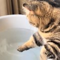 バケツに入った水を触って遊ぶ猫を見ていると……『まさかの瞬間』と可愛い…