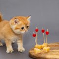 猫に絶対NGな『おやつ』4選　与えてしまうとどうなるの？