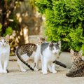 戦禍を逃れて「安全なキャンパス」へ！　 約1600匹の保護猫たちが暮らす大…