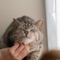 猫が『撫でてほしい体のパーツ』4選　「飼い主わかってる♡」と愛猫が…